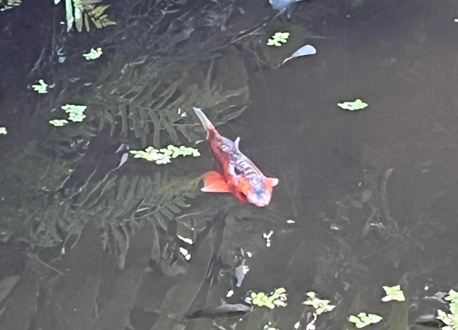 Le Morne Aux F0Us Cabanes & Jardin Tropical Деше